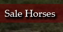 sale horses